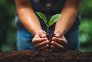 Photo of a seedling growing. 